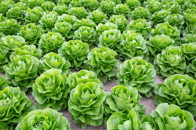 Green fresh lettuce field, agriculture concept photo.