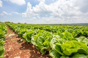 Green fresh lettuce field agriculture. turkey / adana