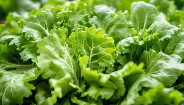 Photo green fresh lettuce leaves