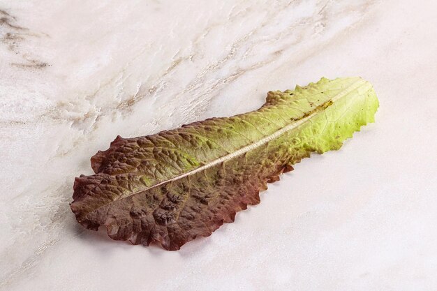 Green fresh lettuce salad leaf isolated