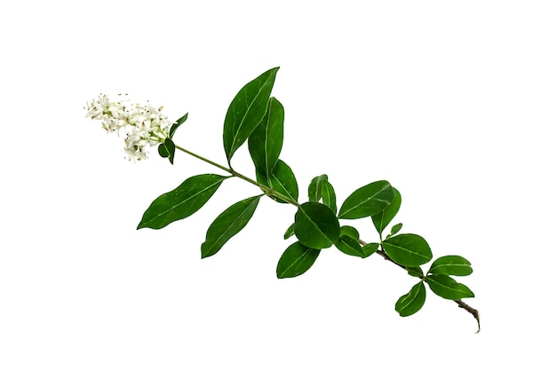 흰색 배경에 꽃이 있는 녹색 신선한 ligustrum 잎