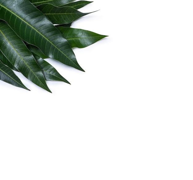 Foglie di mango fresco verde isolato su sfondo bianco bella vena trama in dettaglio tracciato di ritaglio ritagliato close up macro concetto tropicale