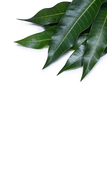 Green fresh mango leaves isolated on white background, beautiful vein texture in detail