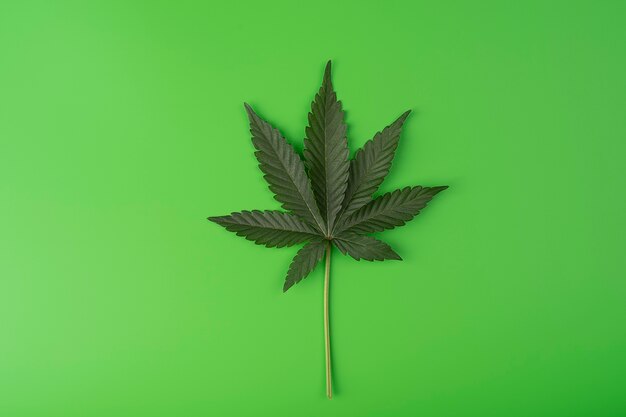 Зеленый свежий лист марихуаны на зеленом фоне с копией пространства для текста, медицинской конопли, cbd