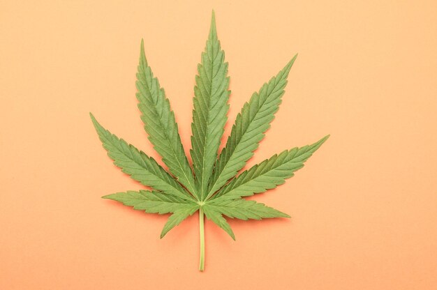 Зеленый свежий лист марихуаны с семью советами
