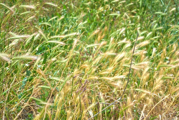 緑の新鮮な牧草地のクローズ アップ。