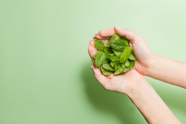 Green and fresh mint leafs on womans hands Young woman holding bunch of petals closeup