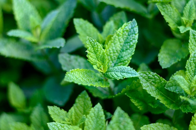 Photo green fresh mint plant growing spices and herbs for cooking and cosmetology