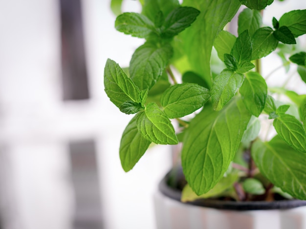 Green fresh mint in a pot