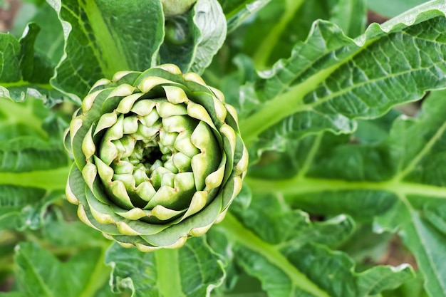 Green fresh organic artichoke field agriculture (Turkey / Izmir / Urla)