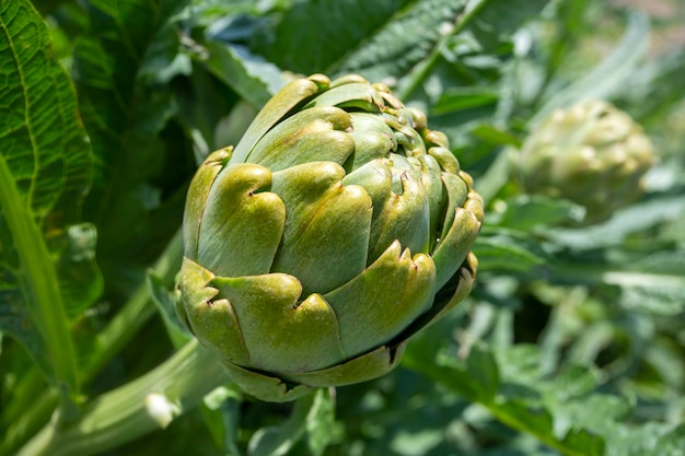 Green fresh organic artichoke field