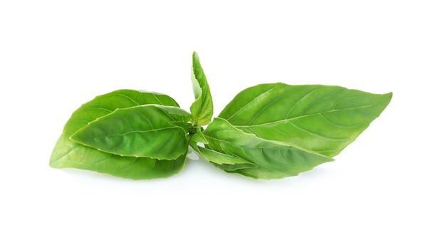 Green fresh organic basil on white