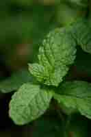 Photo green fresh papermint in naturallight