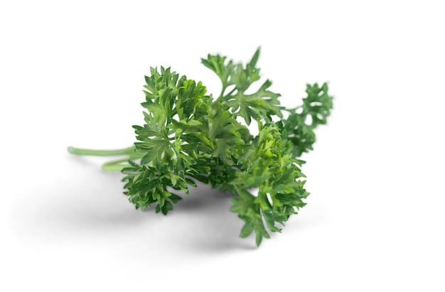 Green fresh parsley branch isolated on white