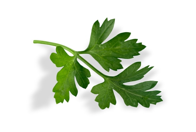 Green fresh parsley branch isolated on white