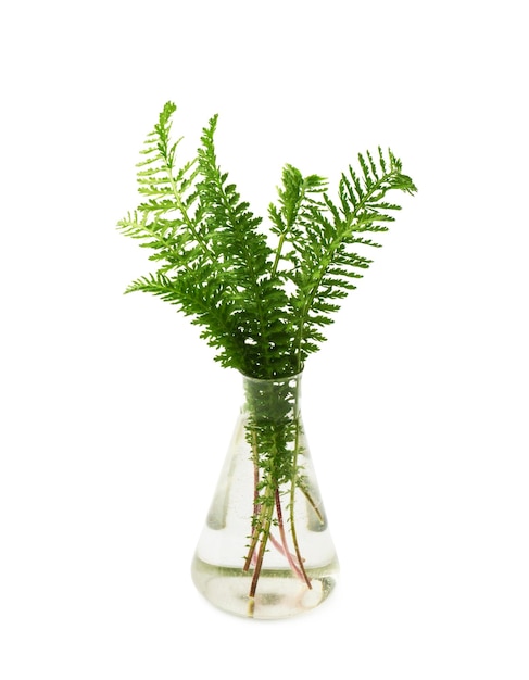 Green fresh plant in glass test tube in laboratory on white background