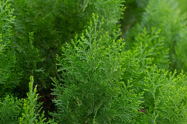 背景の緑の新鮮な植物のクローズアップ