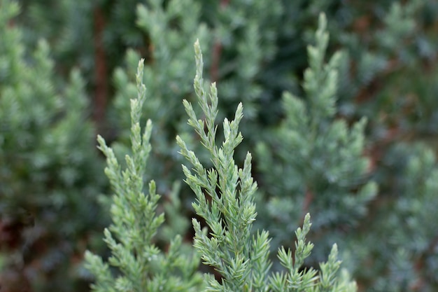 Green fresh plants grass closeup for background