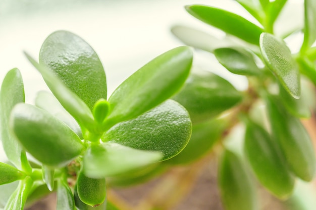 緑の新鮮な植物の草のクローズアップ