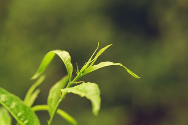 緑の新鮮な植物草のクローズアップ