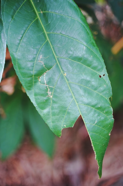 緑の新鮮な植物草のクローズアップ