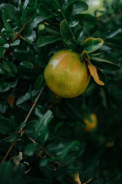 green fresh pomegranate on a branch between leaves