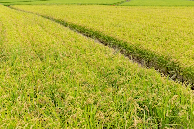 Green Fresh Rice field