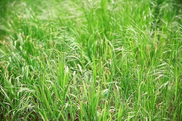 Green fresh spring grass closeup