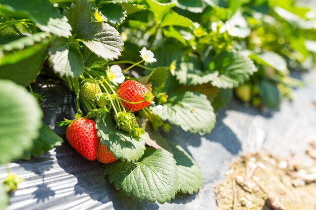 Green fresh Strawberry