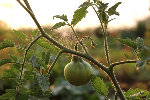 Green fresh tomatoes on branch in spring sunny garden