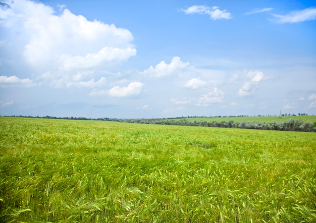 Green and fresh wheat  spikelets on field before harvest. Summer season time