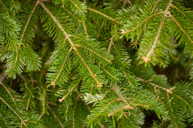 Green fresh young branches of spruce.