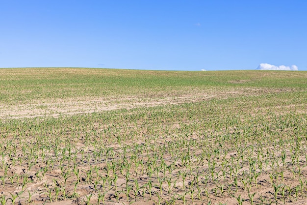 Green freshly ripening agricultural field landscape in the blue sky