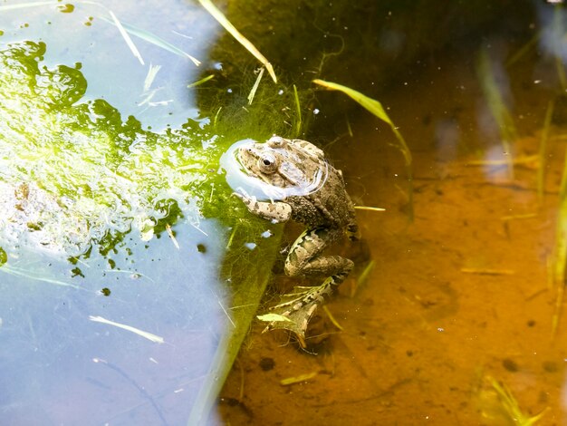 The Green Frog The amphibian frog is ordinary