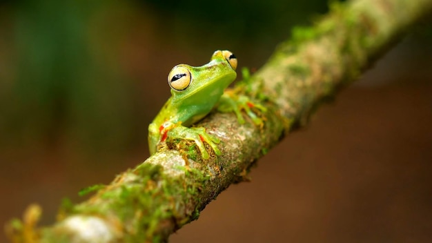 A green frog on a branch