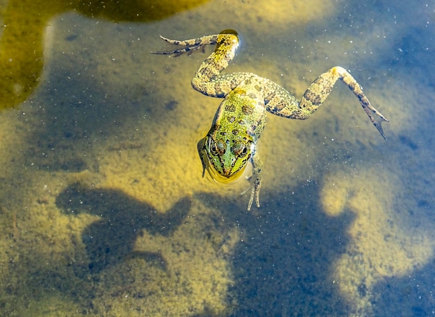 연못 Pelophylax esculentus Amphibian의 진흙탕에서 수영하는 녹색 개구리 근접 촬영