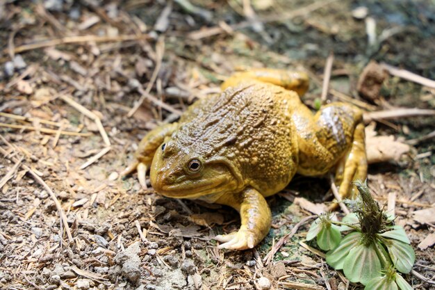 The green frog on the floor 