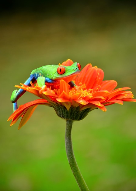 Photo green frog and flower