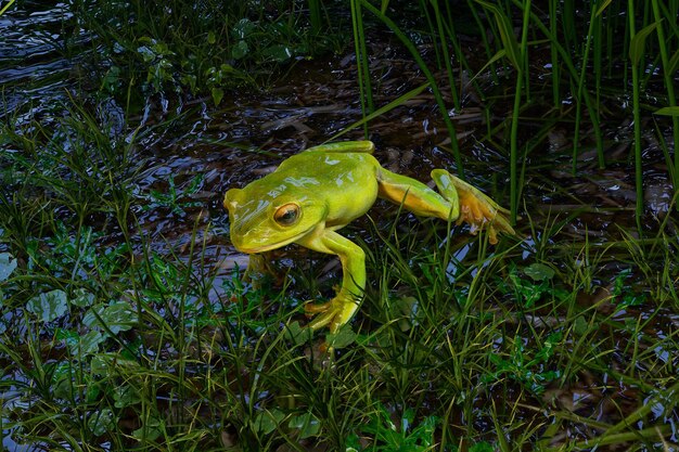 Photo green frog in a green background animal portrait 3d render