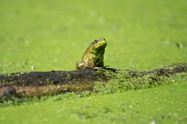 Photo green frog in a green swamp