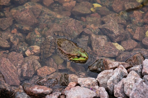 写真 石の上の水の中の緑のカエル