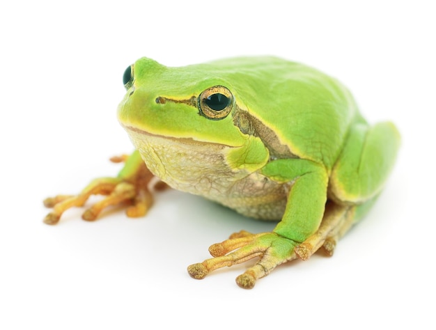 Green frog isolated