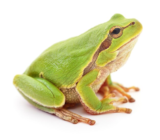 Green frog isolated