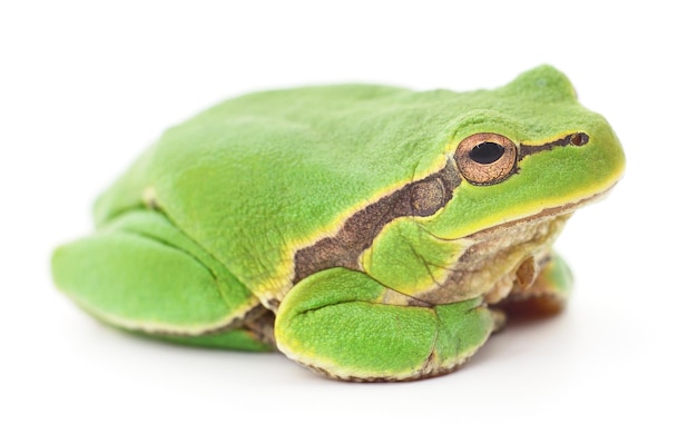 Green frog isolated