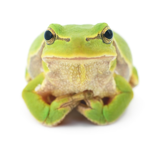 Green frog isolated