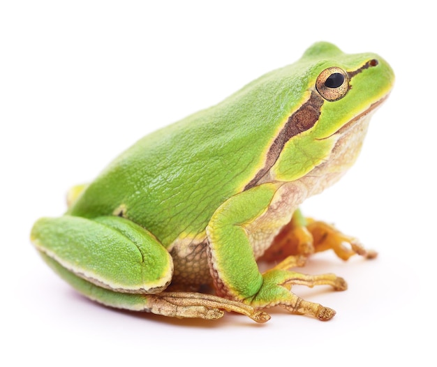 Green frog isolated