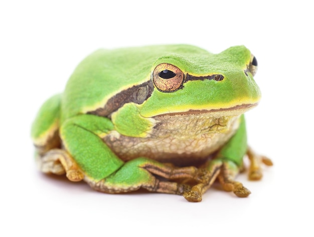 Green frog isollated