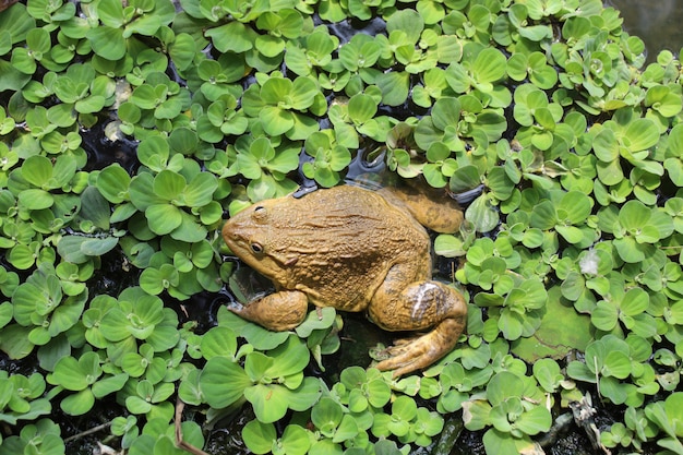 The green frog on the river 