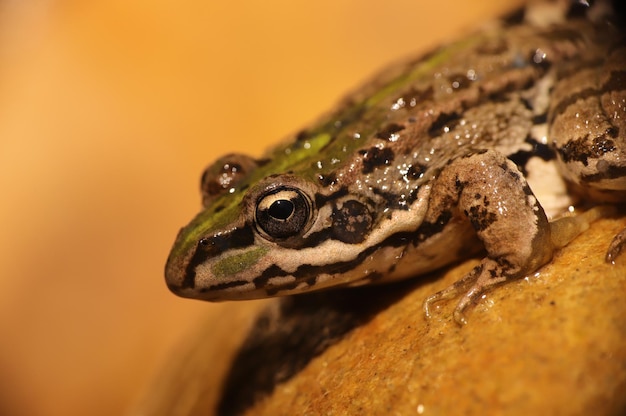 Photo a green frog sits on a rock