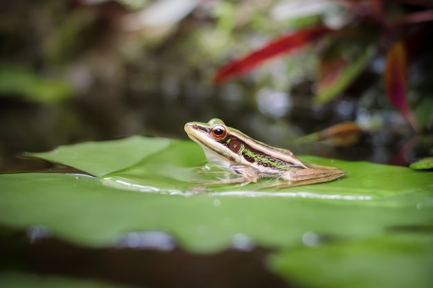 Green frog sitting on lotus leaf 